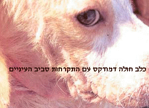דמודקס כלבים