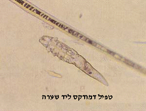 דמודקס בכלבים